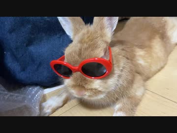夏だぜぇ　うさぎのサリーちゃん