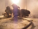 変なおじさんとこの　鶏さん１９６　もふもふぴよこさん