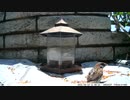 トレイルカメラで雀撮ってみた　20210610_02　雛おるよ