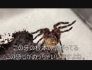 [部屋が暑すぎて]タランチュラ飼育日記その２１１[ウパルパがやヴぁい]