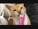 猫はどこまで仰反るのか