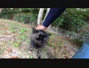 【野良猫】公園のサビ猫が人に懐くまでがこちら