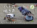 フラれた鳩の鳴き声