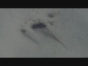 巣作りする魚