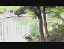 紫陽花を井の頭公園で。