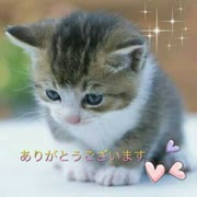 構ってくれない猫5