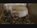 出産