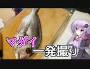 一発撮り『マダイ』　【VOICEROIDキッチン】