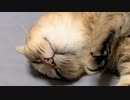 暑くて機嫌が悪いタタルさん　＃237