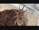 [シンエヴァ最高]タランチュラ飼育日記その２１２[本当に最高]