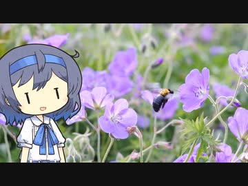【CeVIO写真】写真を一枚＿23枚目【ゲラニウムとクマバチ】