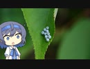 【CeVIO写真】写真を一枚＿24枚目【カレハガの不思議な卵】