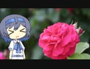 【CeVIO写真】写真を一枚＿25枚目【真っ赤な薔薇】