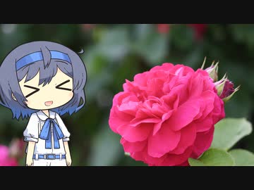 【CeVIO写真】写真を一枚＿25枚目【真っ赤な薔薇】