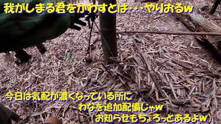 （お知らせとかしながらわな追加）変態忍者の、有害鳥獣駆除従事活動記・その１６０