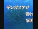 粟国島ダイビング・ギンガメアジ群れ！