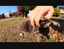 【cat cat】公園で地域猫達の猫会議に潜入！？