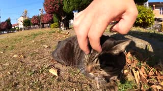 【cat cat】公園で地域猫達の猫会議に潜入！？