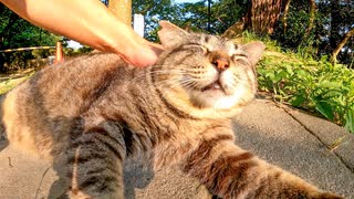 公園の猫の背中を撫でるとペロペロしてカワイイ