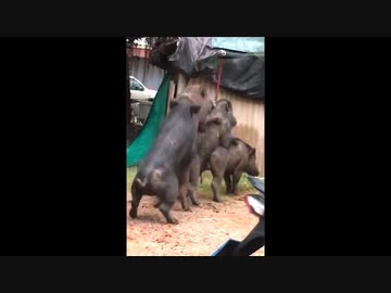 ホ　モ　ト　レ　イ　ン