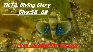 TILTIL diving diary：Dive58~68