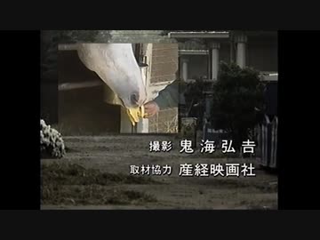 ナリブと見る人参吐き出してまでバナナを食いに行くビワハヤヒデ