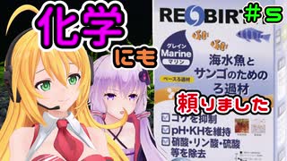 【ボイロアクアリウム】#5 リバースグレインマリン【水槽記録】