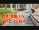 2021/06/13放送【72日目 北海道 当麻町 早朝、朝焼けのあずにゃんぽ（猫散歩）】北海道全市町村制覇するまで帰れまてん！　猫と車中泊の旅　日本縦断【旅猫あずき～保護猫から旅猫へ～】