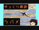 ゆっくり解説その１５【身近な渡り鳥・ツバメ】