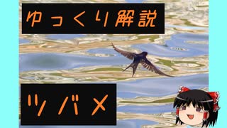 ゆっくり解説その１５【身近な渡り鳥・ツバメ】