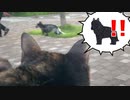 2021/06/13放送【72日目 北海道 上川郡美瑛町 夕方あずにゃんぽ（猫散歩）】北海道全市町村制覇するまで帰れまてん！　猫と車中泊の旅　日本縦断【旅猫あずき～保護猫から旅猫へ～】