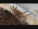 [今日は疲れてるので]タランチュラ飼育日記その２１３[なんもない]