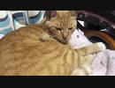 猫に毛の塊を嗅がせてみる