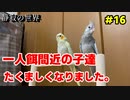 【静寂の世界】＃16　今はまだ、トサカは無いけどオカメだよ！