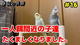 【静寂の世界】＃16　今はまだ、トサカは無いけどオカメだよ！