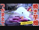 【焚火好きへ】焼き芋の焼き方ざっくり検証【イルカ調べ】