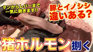 【ジビエも美味い】イノシシのホルモン一気に捌く!!