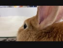 うさぎさんに砂遊びさせてみた第二弾
