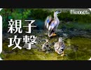 0601B【カルガモ親子連携】母鴨が母と子に襲われるカモの喧嘩。雛が減ったカルガモ引越しの翌日。鶴見川水系恩田川でコンデジ野鳥撮影　#身近な生き物語　#カルガモ親子　#野鳥