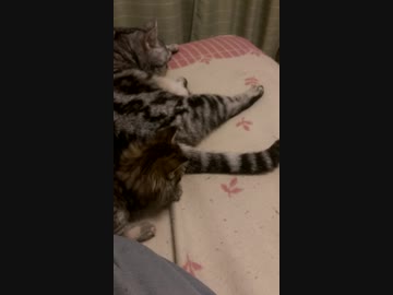 にゃんこ動画2