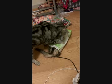 にゃんこ動画3