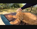 【cat cat】地域猫がテーブルの上でグルーミング、そこへ・・・！？【感動】