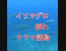 イソマグロの群れ！沖縄ダイビング・慶良間諸島国立公園