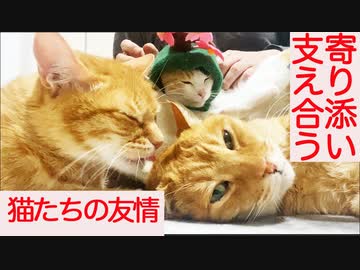人気の ねこかます もふり手 動画 1 551本 ニコニコ動画