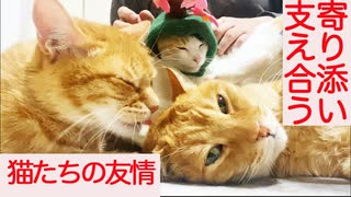 寄り添い、支え合う病床の猫たち