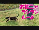 2021/06/14放送【73日目 北海道 上川郡美瑛町 早朝あずにゃんぽ（猫散歩）】北海道全市町村制覇するまで帰れまてん！　猫と車中泊の旅　日本縦断【旅猫あずき～保護猫から旅猫へ～】