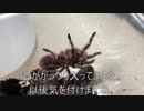 [シンエヴァの]タランチュラ飼育日記その２１４[パンフとTシャツ買った]
