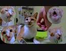 家猫の毛玉対策に、初めての猫草チャレンジ！