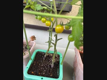今日のミニトマト