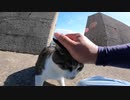 野良猫】島の猫ってなんで人懐っこいの！？【猫動画】